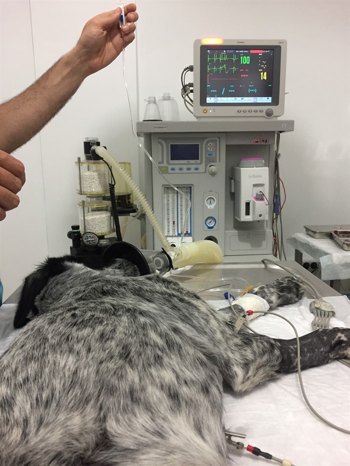 Köpek Distal Radius Kırığı ve İntramedullar Pin Uygulaması
