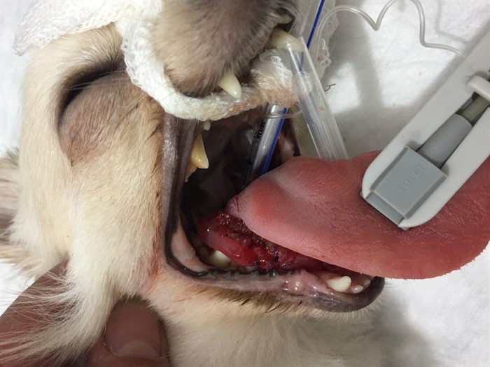 Bir Köpekte Dil�e İp Dolanmasına Bağlı Gelişen Granulasyon Dokusu ve